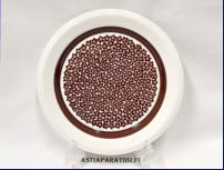 ARABIA,Faenza ruskeakukka lautanen,Design:Inkeri Leivo ( koriste ), Peter Winquist ( malli ),Suunniteltu vuonna 1970, Tuotannossa1973-1977, halkaisija.n.19,8 cm,4 kpl,38�/kpl ( Tuote nro 223PL )